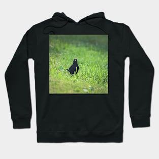 Blackbird Hoodie